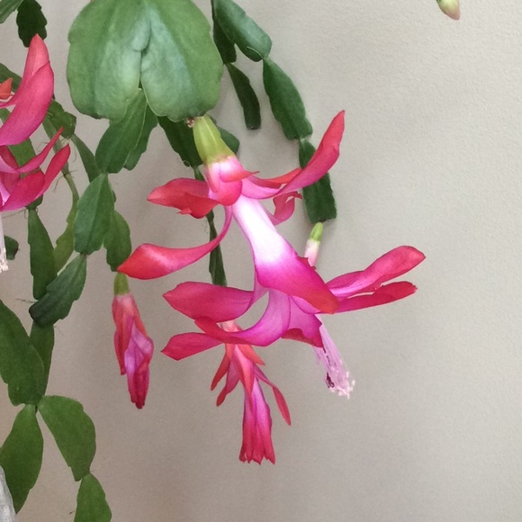 Meet your Posher, C - Picture 1 of 1